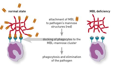 MBL Deficiency .